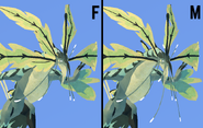 Dimorphism between male and female Fluren