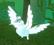 Old Albino Kiiwin