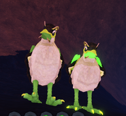 Old Dwarfism + Glimmer (right) and normal (left) Kiiwin