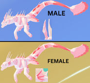 Dimorphism between male and female Koipise, previous model