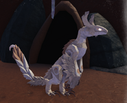 Leucistic female Prabiki