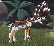 Piebald male Cenicara