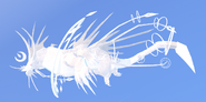 Albino Nyxasolyx