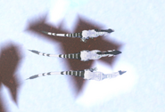 Gigantism male Khiku (bottom) next to Regular male Khiku (middle) next to Dwarfism male Khiku (top); seen from above