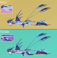 Dimorphism between male and female Etheralotus, previous model