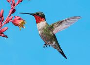 A hummingbird, which is an inspiration for Brequewk’s design