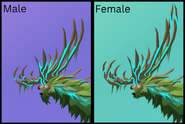 Dimorphism between male and female Mufolium