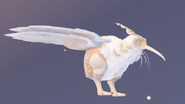 Leucistic Kiiwin