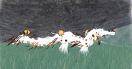 Piebald female Nymphasuchus