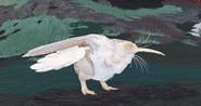 Leucistic Kiiwin in-game