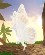 Old Leucistic Momola