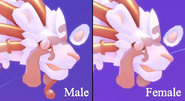 A closer view of Fabráashé's gender dimorphism