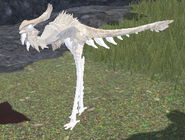 Leucistic Khiku