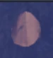 PalmBarkFragment