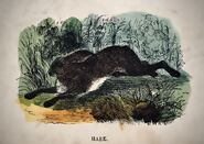 A black hare with vampiric coloured wood engraving