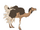 Struthiocamelus