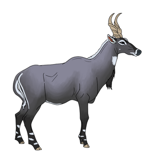 Antelope
