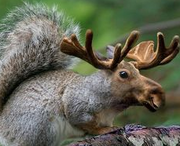 SQUIRREL MOOSE