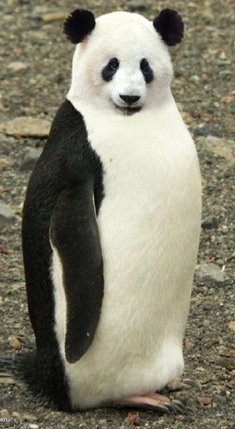 Panda-Penguin | Creatures of Past, Present and Mythology Wiki | Fandom