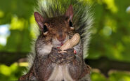 Squirrel-eating-peanut