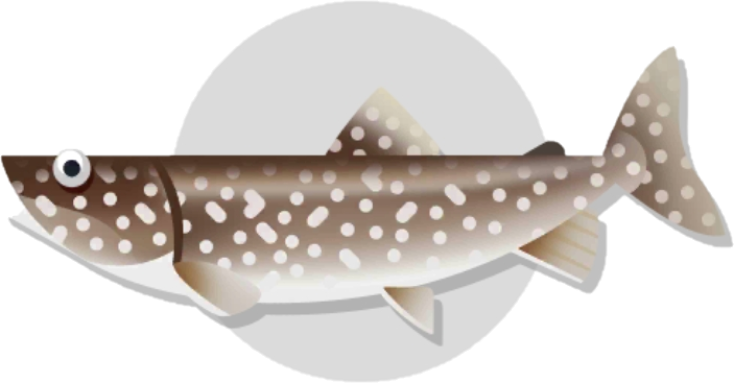Lake Trout, Creatures of the Deep Wiki