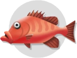 CR F Cubera snapper 2