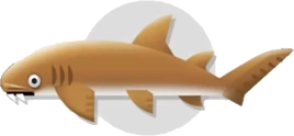 CR F Nurse shark 2