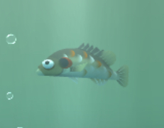 Redear sunfish - Wikipedia