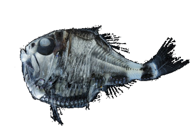 Anglerfish, Creatures of the Deep Wiki