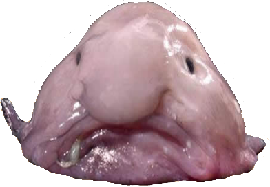 Blob fish, Waddles Lore Wiki