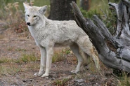 White Coyote