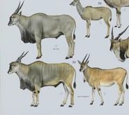 Common Eland subspecies.png (305 KB) Male Cape Eland (Top) & male & female Livingstone's Eland (bottom)