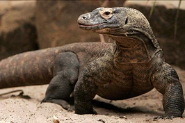 Komodo-dragon