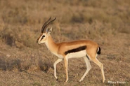 Thomson's Gazelle.jpg (55 KB)