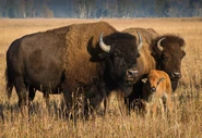 Bison Family