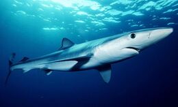 Blue-shark1