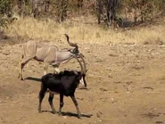 Sable Antelope and Kudu