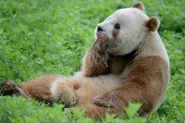 Rare Brown Giant Panda