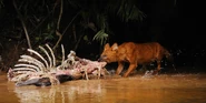 Dhole feeding on sambar deer carcass, Khao Yai National Park