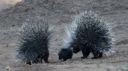 Porcupine Family