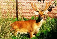 Panolia eldi eldi or sangai in Manipur