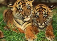 Bengal Tiger Cubs