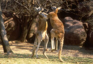 2 Male Red Kangaroos kick-boxing in the St. Louis Zoo