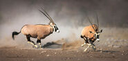 Oryx male chasing off challenger