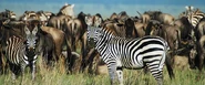 Zebras and Wildebeest
