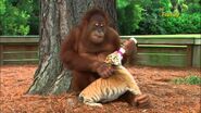 Female Orangutan Bottle-Feeding Tiger Cub