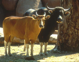 Female (left) Male (right)