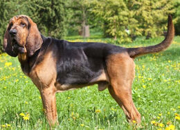 Bloodhound