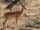 Impala