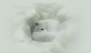 Arctic-fox.jpg (16 KB) Can You see me?